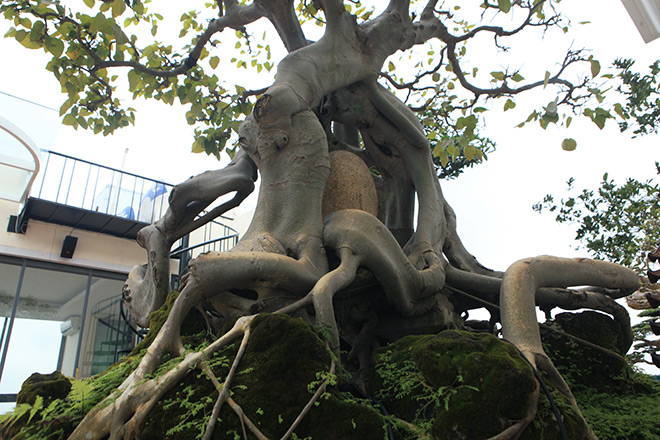 Cây bồ đề có bộ rễ ảo diệu, có tiền thiếu duyên cũng không mua được